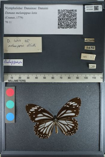 Media type: image;   Entomology 165685